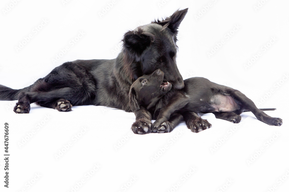 Liefde... Liefde...