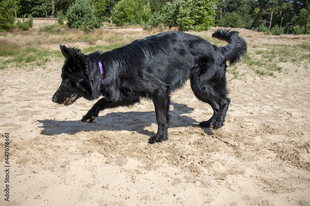 Fototapeta premium Zand happen