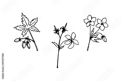 Set of branches with flowers and buds of a geranium plant  linear black outline drawing.