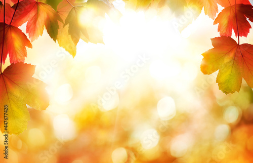 A sunny golden autumn leaves and sunset sky for thanksgiving backgrounds with a blurred foliage bokeh background.
