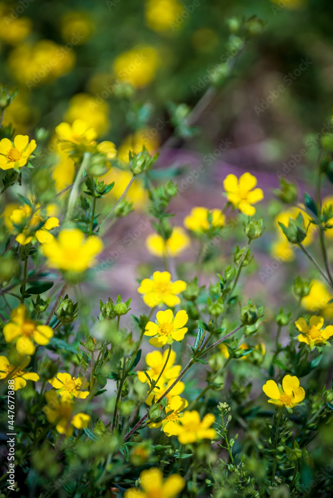Obraz premium Beautiful wildflowers on a blurred natural background. Macro shooting.