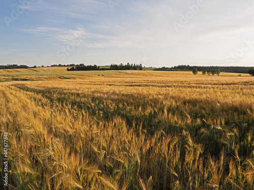 Long  yellow filds of barley before harvest, Vysocina, Czech Republic photo