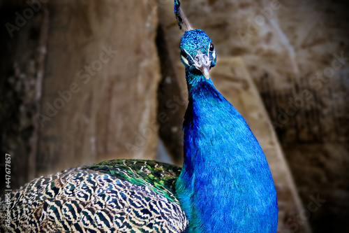 peacock with feathers pavoreal photo