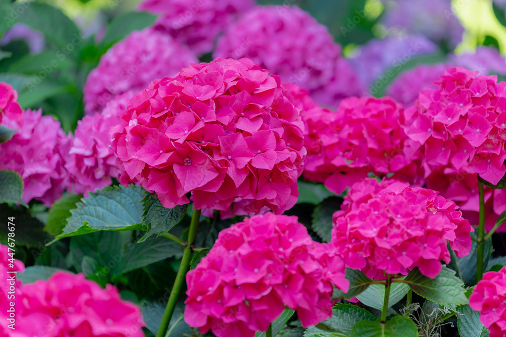Selective focus of Hydrangea common names hortensia with green leaves, Bushes of colourful red pink flowers in the garden, Ornamental flower background, Nature floral pattern texture. Selective focus of Hydrangea common names hortensia with green leaves, Bushes of colourful red pink flowers in the garden, Ornamental flower background, Nature floral pattern texture.