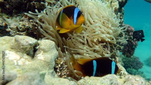 Clown fish amphiprion (Amphiprioninae). Red sea clown fish.