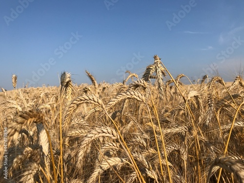 golden wheat field