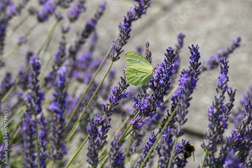 Common brimstone butterfly  Gonepteryx rhamni  sitting on lavender in Zurich  Switzerland