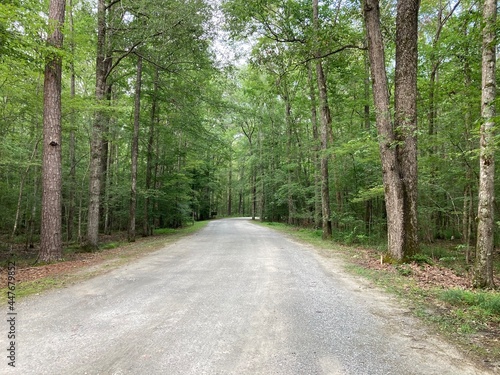 road in the woods