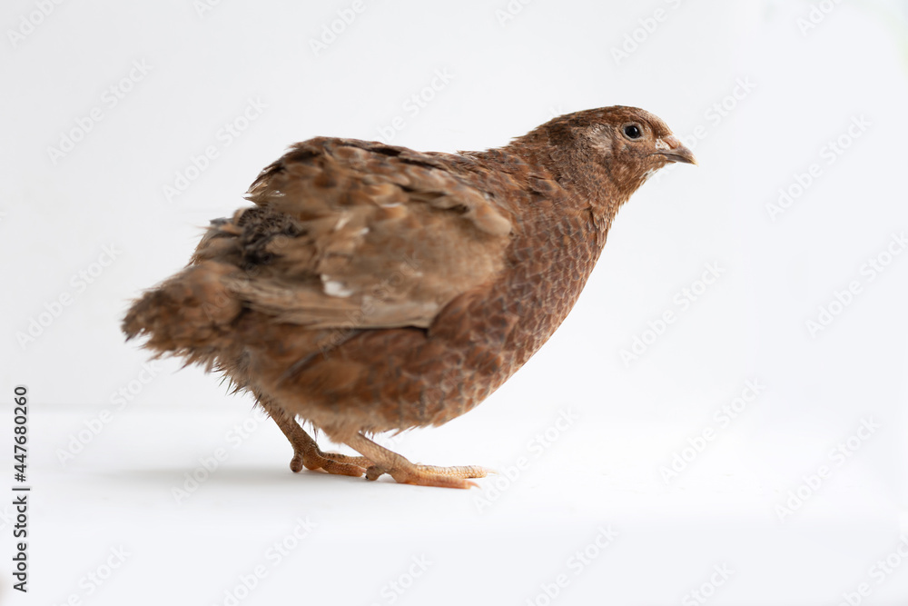 Fototapeta premium Home quail on a white