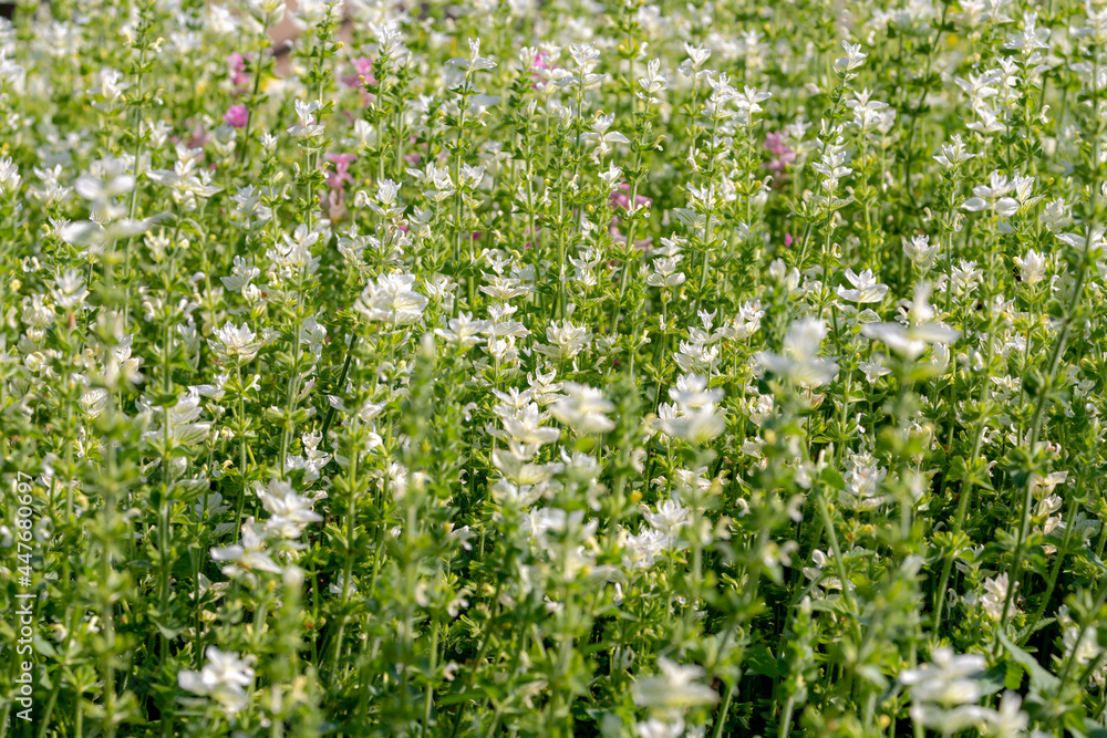 Fototapeta premium Selective focus of white cream flower in the garden with soft sunlight in the afternoon, Salvia viridis is an annual plant native to an area extending from the Mediterranean, Nature floral background.