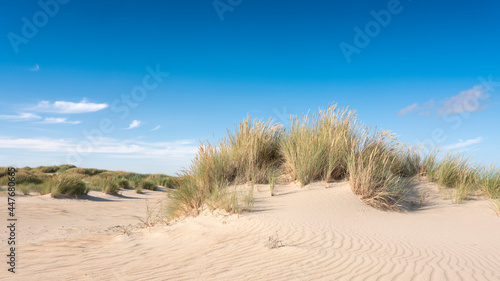 Fototapeta Naklejka Na Ścianę i Meble -  dutch wadden islands have many deserted sand dunes uinder blue summer sky in the netherlands