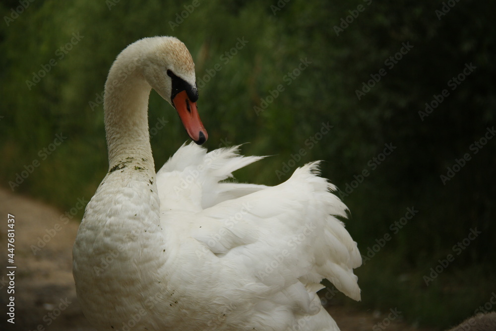 Obraz premium a male swan is looking to the photocamera