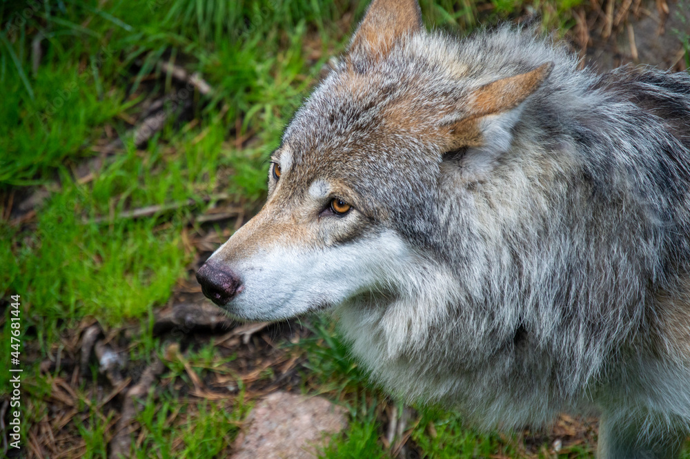 gray wolf canis lupus