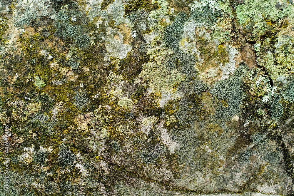 Nature background. Moss, fungus on stone closeup . Relief and texture of stone with patterns and moss. Stone natural background. Stones boulders covered with moss and fungus. Nature background. Moss, fungus on stone closeup . Relief and texture of stone with patterns and moss. Stone natural background. Stones boulders covered with moss and fungus.