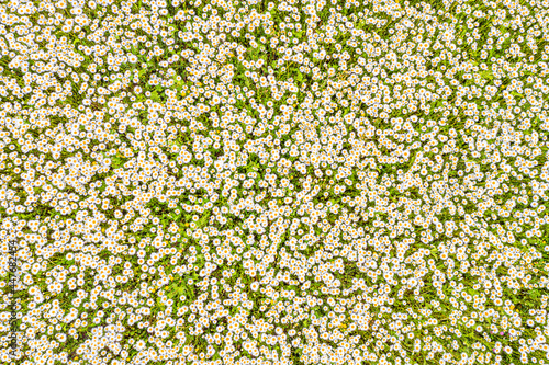 Top view of a camomile or ox-eye daisy meadow, daisies, top view,  background texture