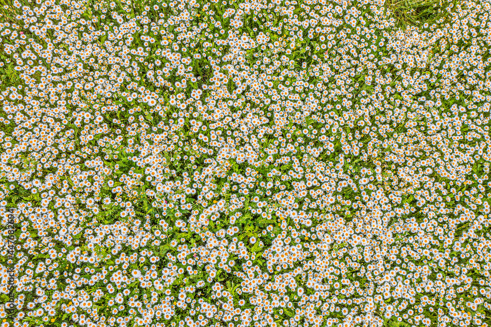 Top view of a camomile or ox-eye daisy meadow, daisies, top view, background texture Top view of a camomile or ox-eye daisy meadow, daisies, top view, background texture