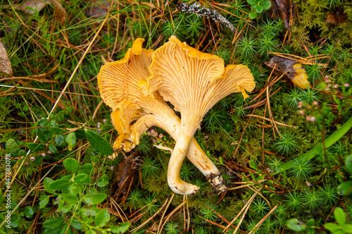 Yellow chantarelle mushroom in the forest