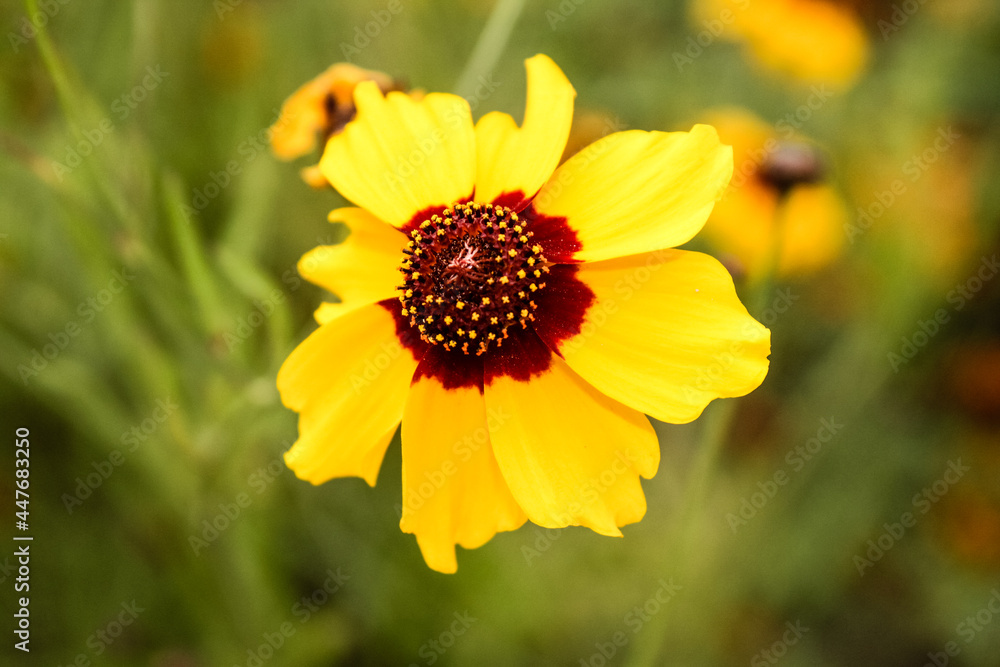 Natural Beautiful Flower Closeup Natural Beautiful Flower Closeup