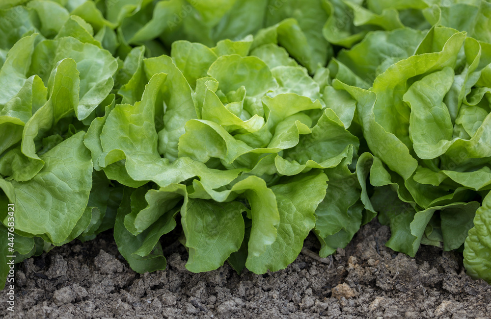 Butterhead lettuce Butterhead lettuce