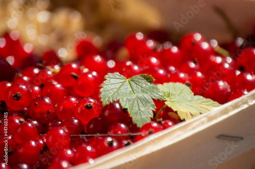 red currants picked in a basket