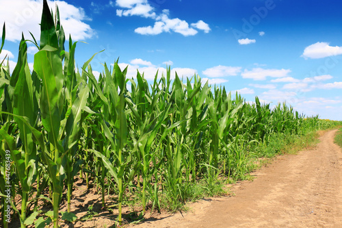 A huge corn field. Lots of green shoots of green corn
