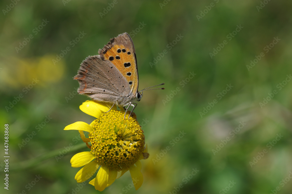 ein kleiner orangeroter schmetterling sitzt auf einer gelben blüte ein kleiner orangeroter schmetterling sitzt auf einer gelben blüte