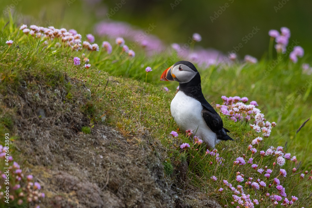 Fototapeta premium Atlantic puffin