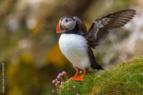 Atlantic Puffin stretching wings on a cliff edge