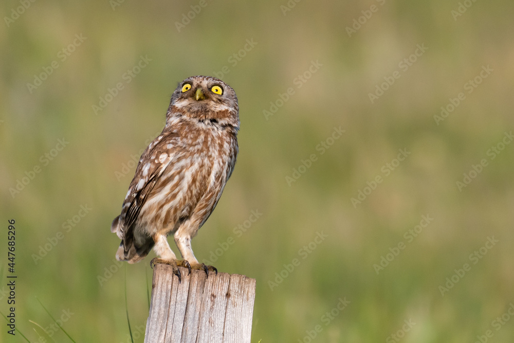 Little owl in natural habitat, he raised his head and looks at the sky. Athene noctua Little owl in natural habitat, he raised his head and looks at the sky. Athene noctua
