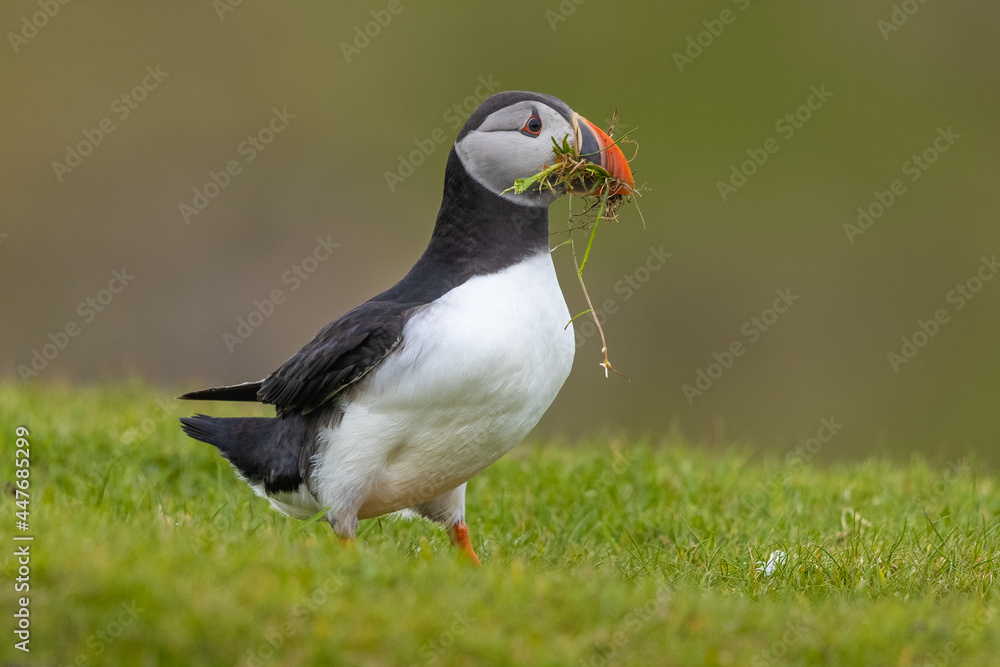 Obraz premium Atlantic Puffin with nesting materials