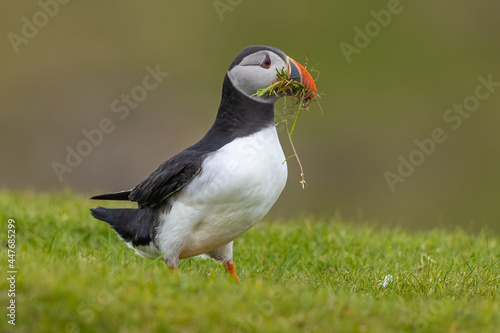 Atlantic Puffin with nesting materials