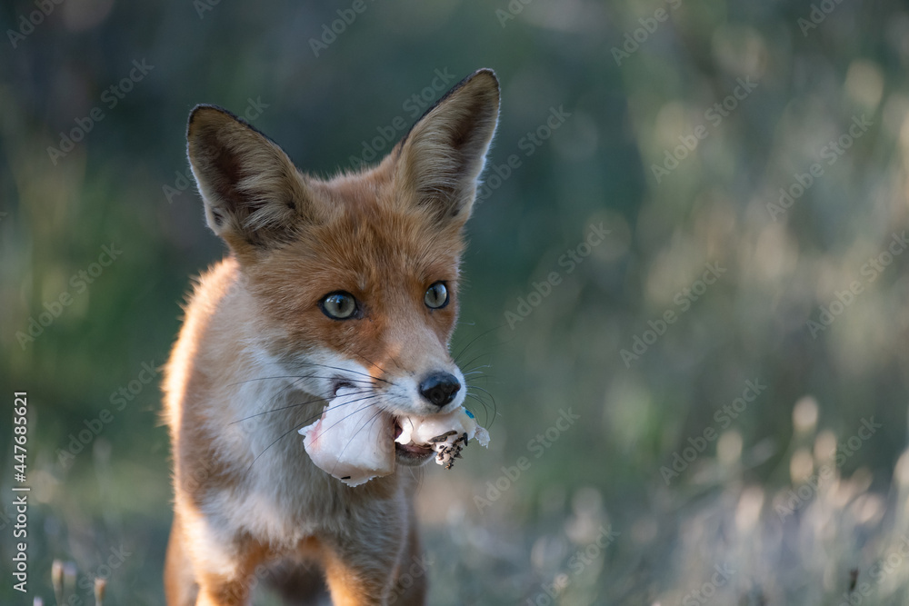 Fototapeta premium Red fox Vulpas vulpas. Close-up holds a piece of lard in his mouth
