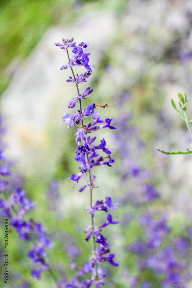 Fototapeta premium Natural Beautiful Flower Closeup