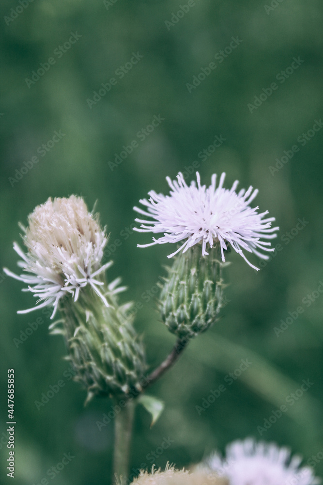 Natural Beautiful Flower Closeup Natural Beautiful Flower Closeup