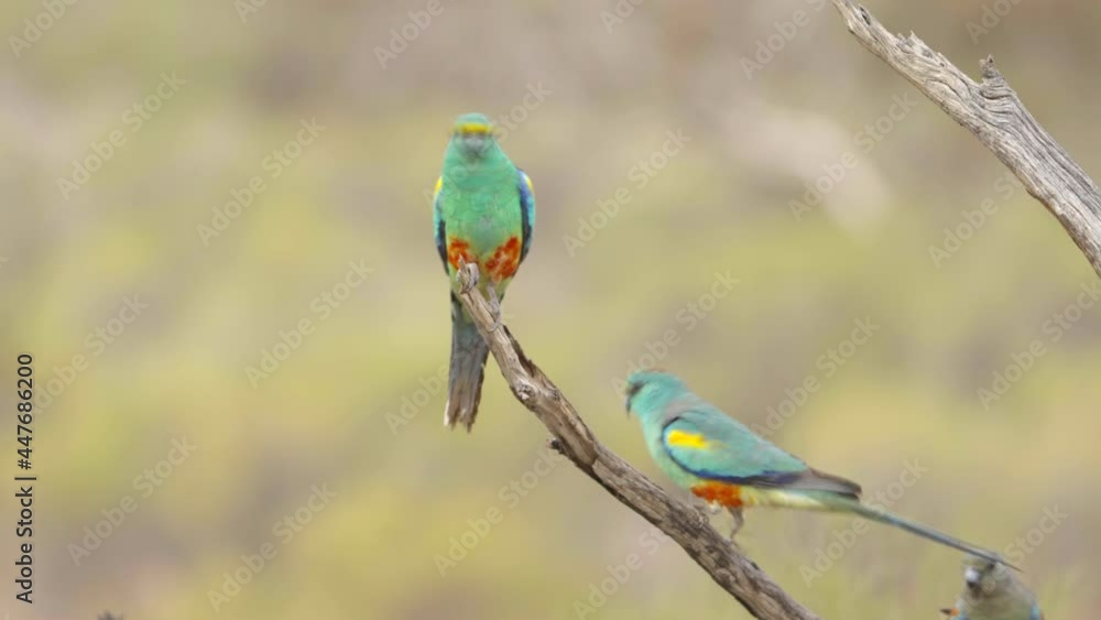 high frame clip of a flock mulga parrots at a water trough at gluepot reserve in south australia high frame clip of a flock mulga parrots at a water trough at gluepot reserve in south australia