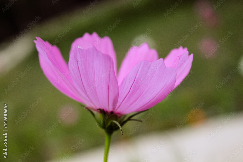 Natural Beautiful Flower Closeup Natural Beautiful Flower Closeup