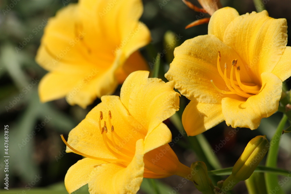 Stella de Oro Flower Blooms Close-up Stella de Oro Flower Blooms Close-up
