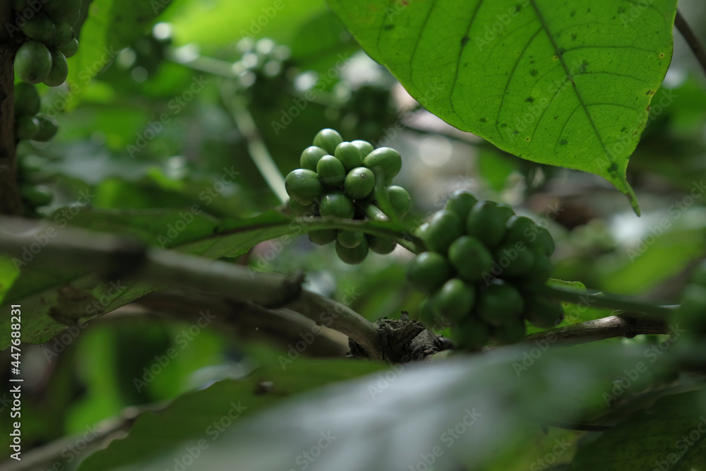 Coffee beans in coffee tree which is still green and not ready for harvest. Coffee beans in coffee tree which is still green and not ready for harvest.