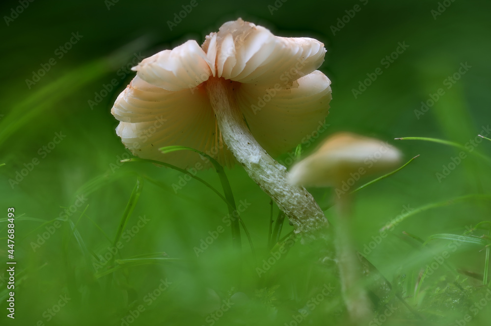 Fototapeta premium Pilzträume