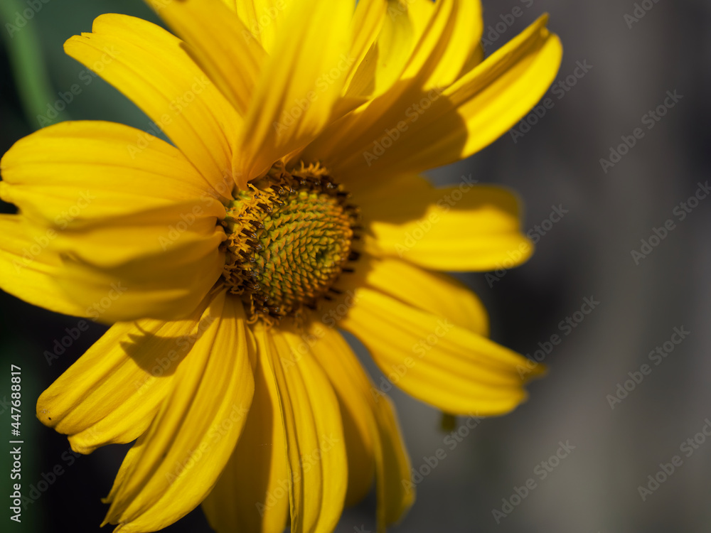 Arnica montana, also known as wolf's bane, leopard's bane, mountain tobacco and mountain arnica. Arnica montana is used as an herbal medicine for analgesic and anti-inflammatory purposes. Close-up. Arnica montana, also known as wolf's bane, leopard's bane, mountain tobacco and mountain arnica. Arnica montana is used as an herbal medicine for analgesic and anti-inflammatory purposes. Close-up.