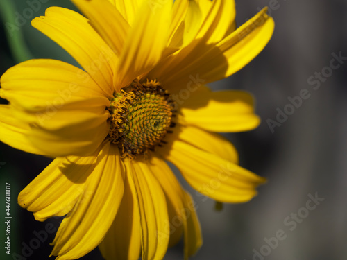 Arnica montana, also known as wolf's bane, leopard's bane, mountain tobacco and mountain arnica. Arnica montana is used as an herbal medicine for analgesic and anti-inflammatory purposes. Close-up.