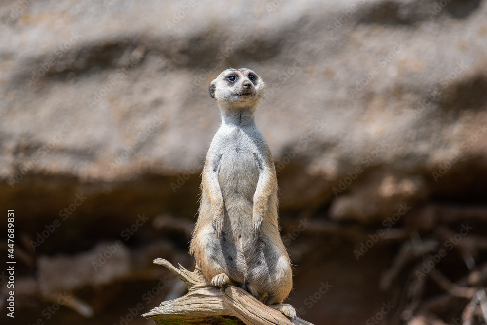 Fototapeta premium meerkat on guard