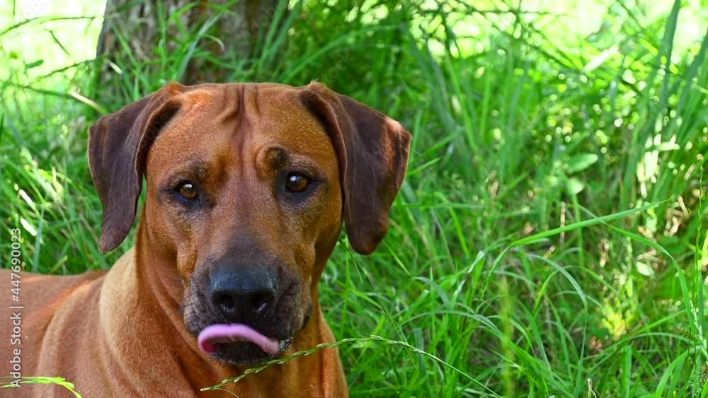 Close-up Rhodesian ridgeback dog licks its nose with tongue lying on green grass Close-up Rhodesian ridgeback dog licks its nose with tongue lying on green grass