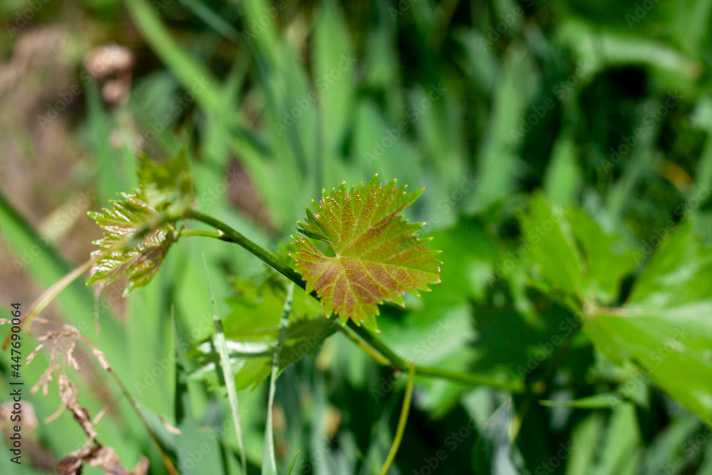 Young grape leaves and grain in garden. Leaf texture. Grape leaf close up picture. Young grape leaves and grain in garden. Leaf texture. Grape leaf close up picture.