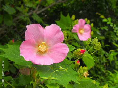 ピンクの芙蓉の花 photo