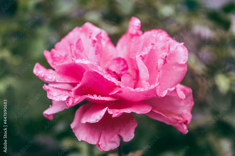 Natural Beautiful Flower Closeup Natural Beautiful Flower Closeup