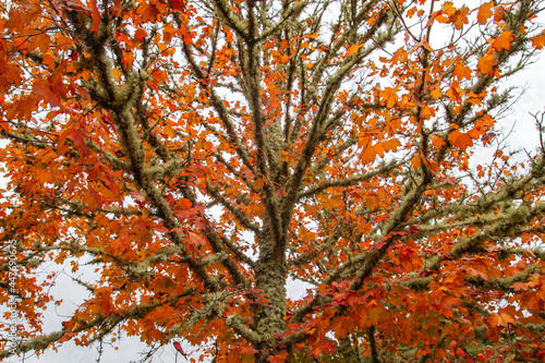 Red maple autumnal foliage