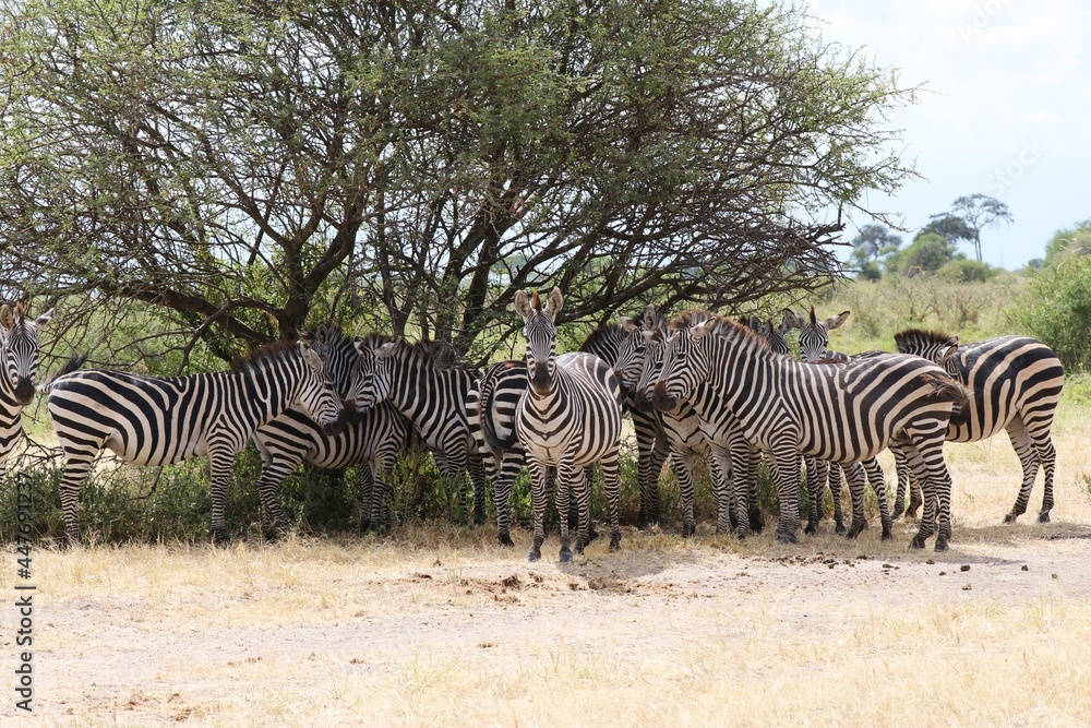 Obraz premium Beautiful Animals Game of Africa – Zebras
