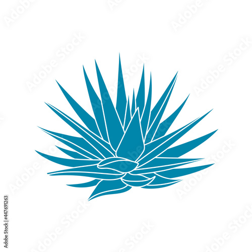 Agave blue plant in flat style. Vector illustration isolated on white background. Agave syrup for making tequila. Mexican silhouette succulent hand drawn.