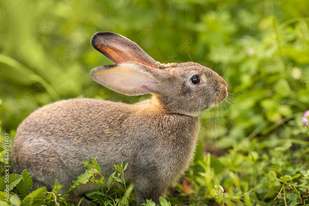 Fototapeta premium The gray rabbit walks on the green grass. Long-eared hare on the lawn. Pet. Rodent. Easter concept.